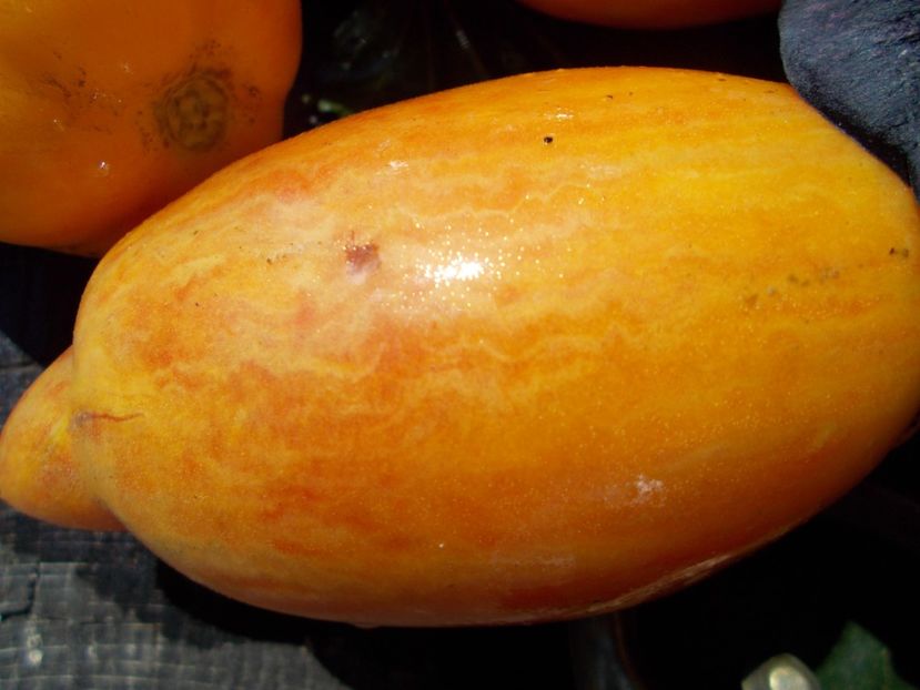  - SEMINTE ROSII - T 477 YELLOW FIRE - PHIL