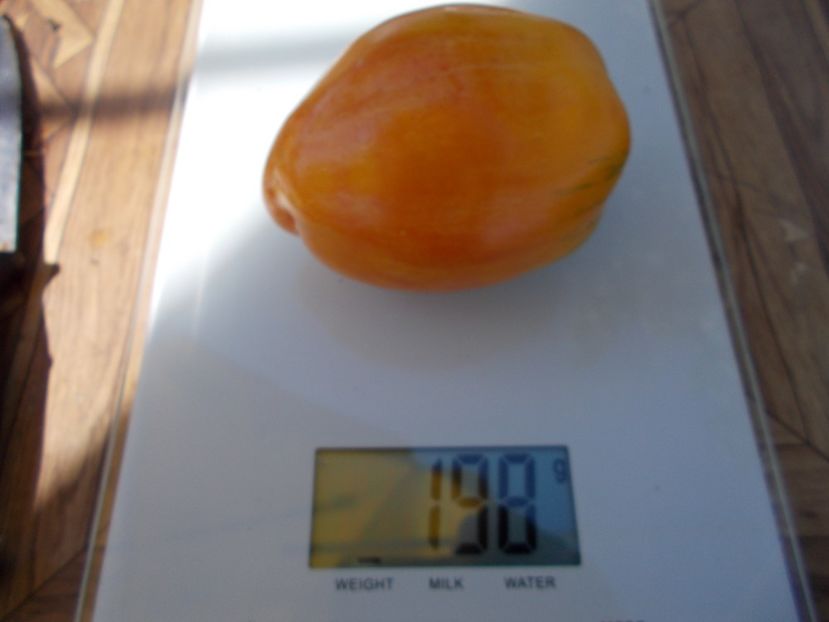  - SEMINTE ROSII - T 477 YELLOW FIRE - PHIL