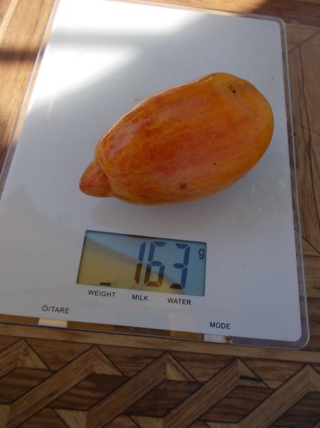  - SEMINTE ROSII - T 477 YELLOW FIRE - PHIL