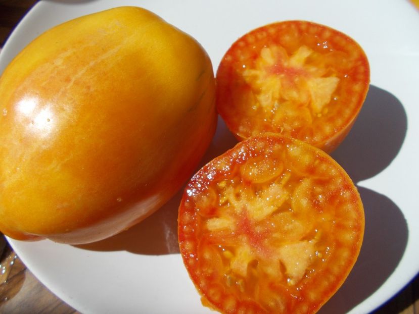  - SEMINTE ROSII - T 477 YELLOW FIRE - PHIL