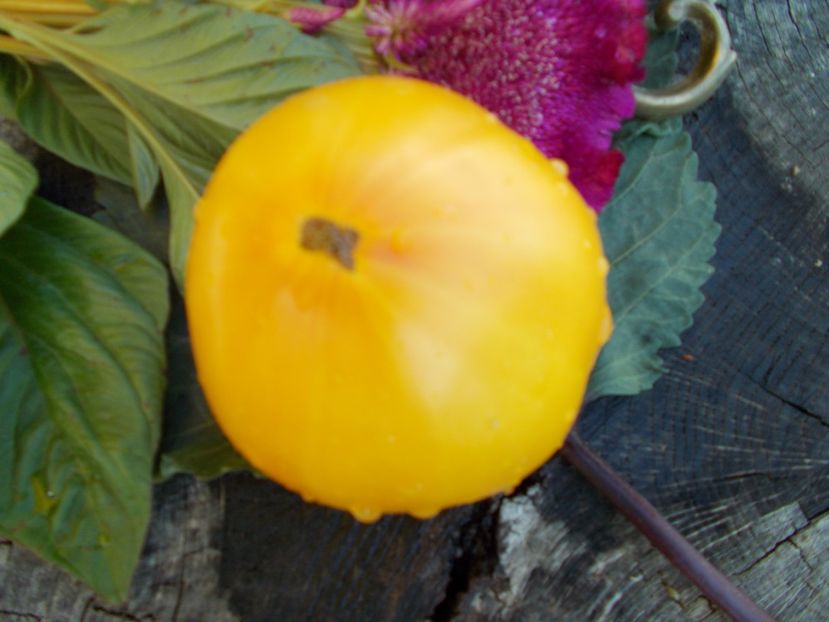  - SEMINTE ROSII - T 493 COEUR DE ZEBRE ABRICOT