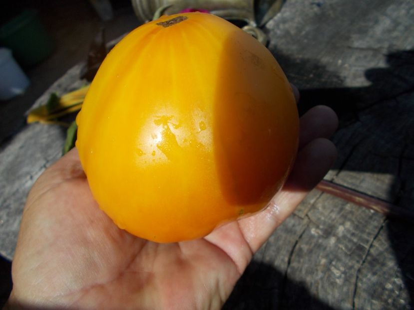  - SEMINTE ROSII - T 493 COEUR DE ZEBRE ABRICOT