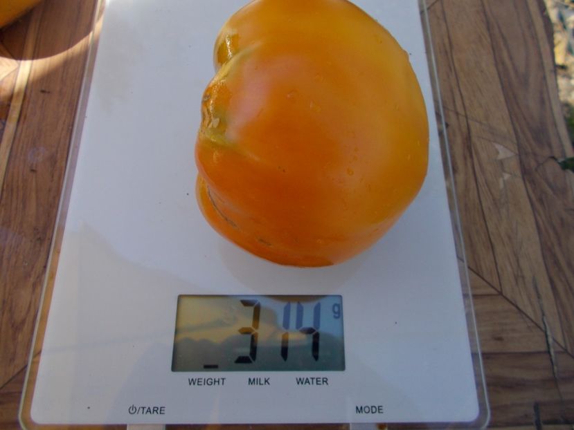  - SEMINTE ROSII - T 493 COEUR DE ZEBRE ABRICOT