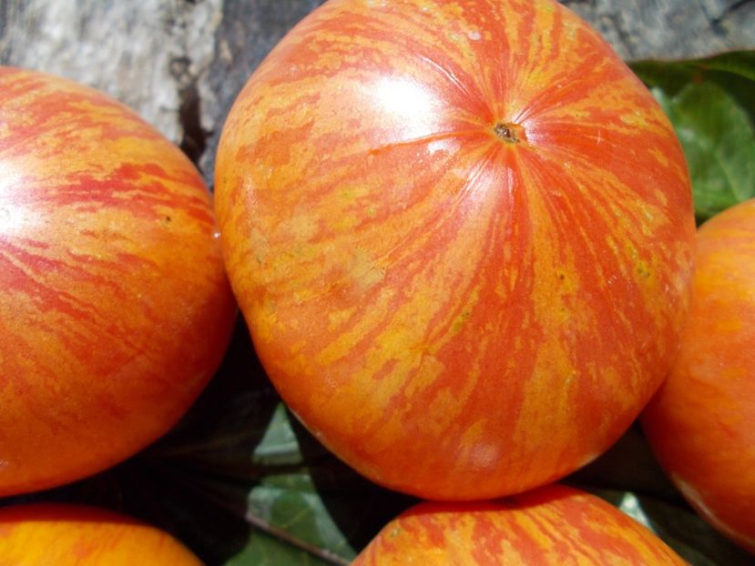  - SEMINTE ROSII - T 494 BIG CHEEF STRIPES