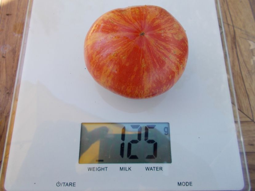  - SEMINTE ROSII - T 494 BIG CHEEF STRIPES