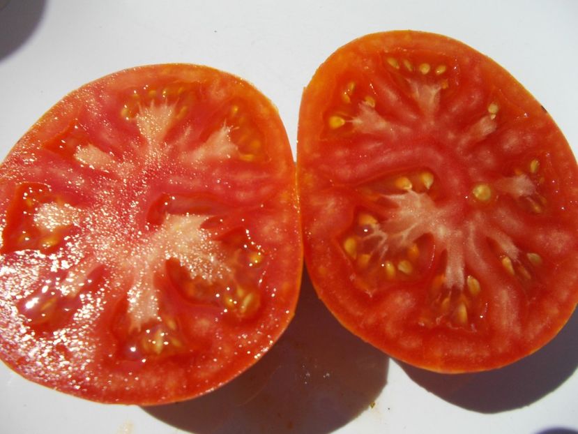  - SEMINTE ROSII - T 494 BIG CHEEF STRIPES