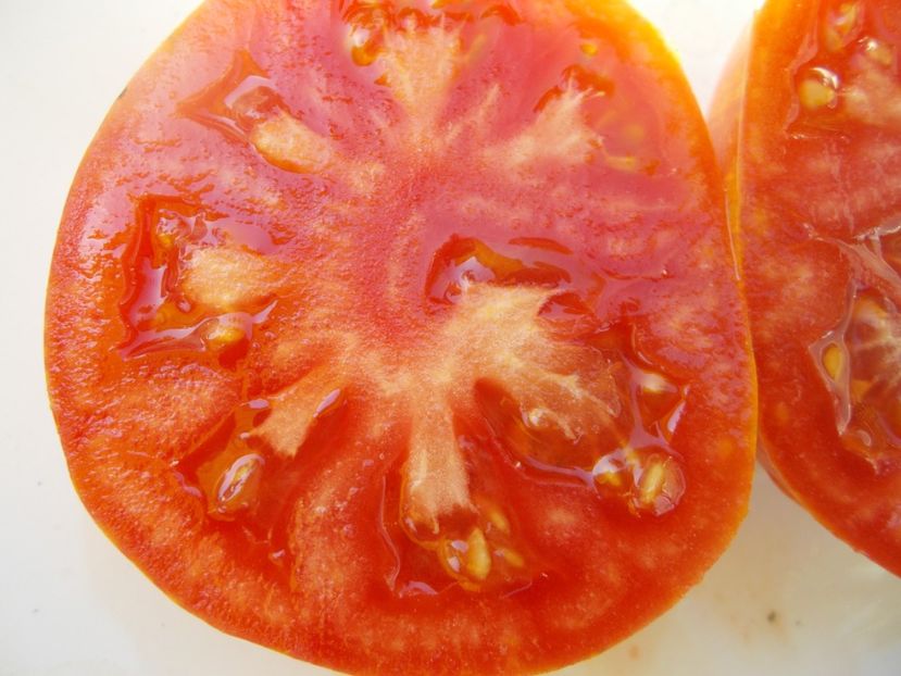  - SEMINTE ROSII - T 494 BIG CHEEF STRIPES