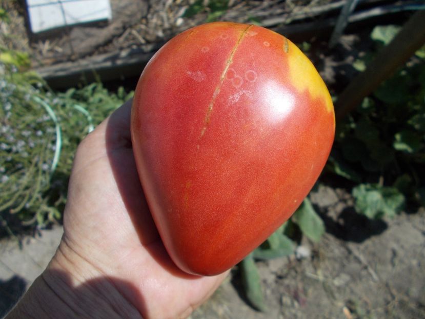  - SEMINTE ROSII - T 495 BABUSHKA BYKA