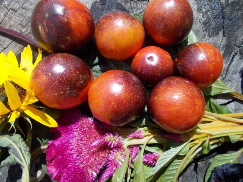  - SEMINTE ROSII - T 608 PERSUASION