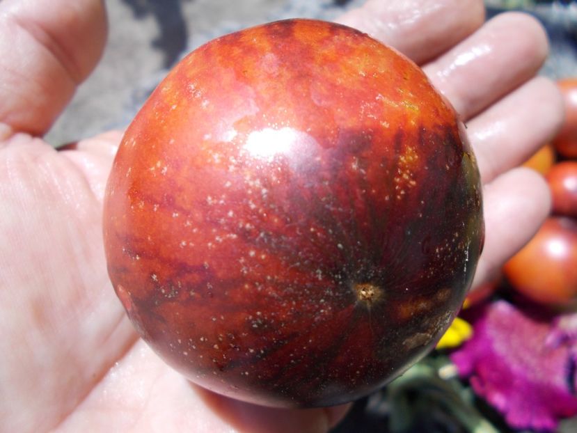  - SEMINTE ROSII - T 608 PERSUASION