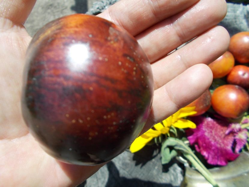  - SEMINTE ROSII - T 608 PERSUASION