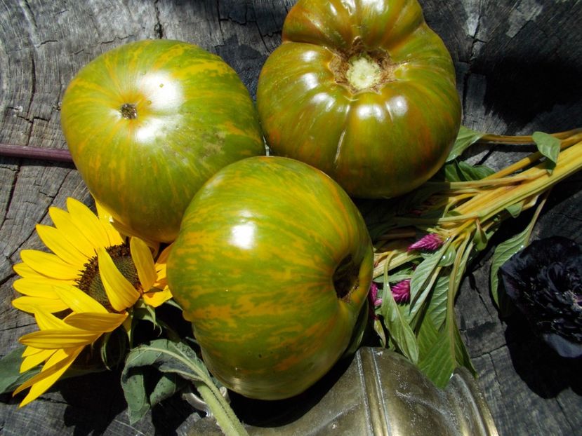  - SEMINTE ROSII - T 610 SUMMER OF LOVE