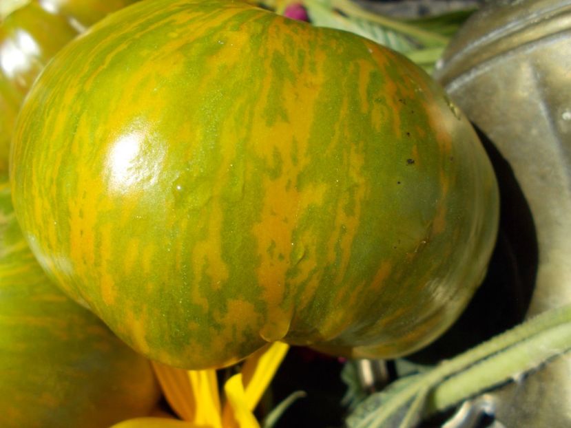  - SEMINTE ROSII - T 610 SUMMER OF LOVE