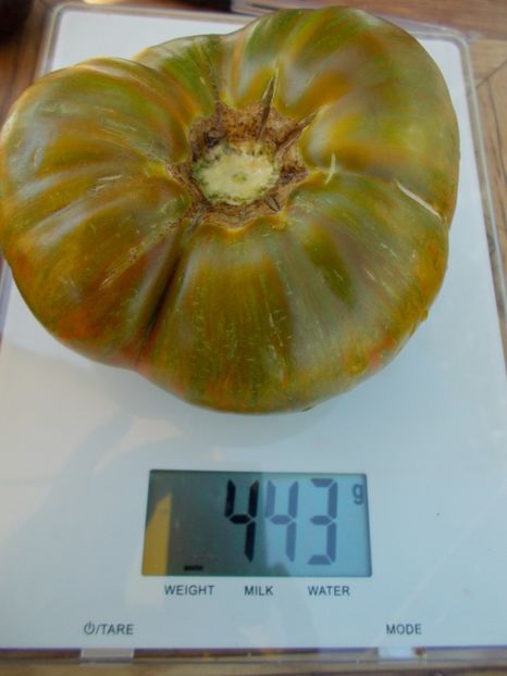  - SEMINTE ROSII - T 610 SUMMER OF LOVE