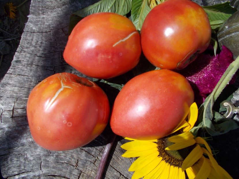  - SEMINTE ROSII - T 490 FISH LAKE OXHEART