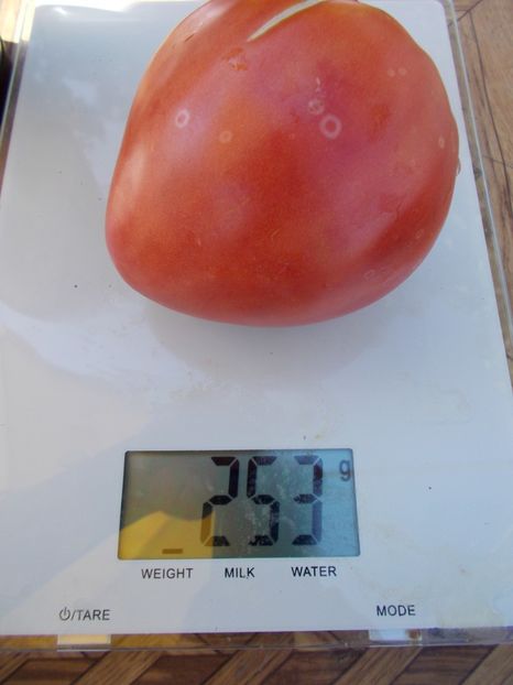  - SEMINTE ROSII - T 490 FISH LAKE OXHEART