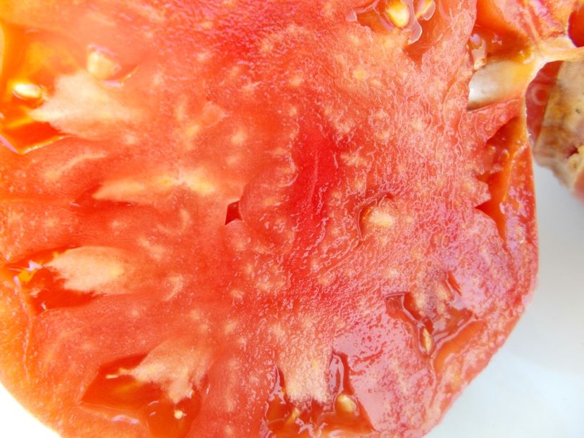  - SEMINTE ROSII - T 490 FISH LAKE OXHEART