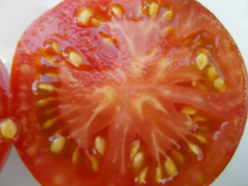  - SEMINTE ROSII - T 492 GLOSSY ROSE BLUE