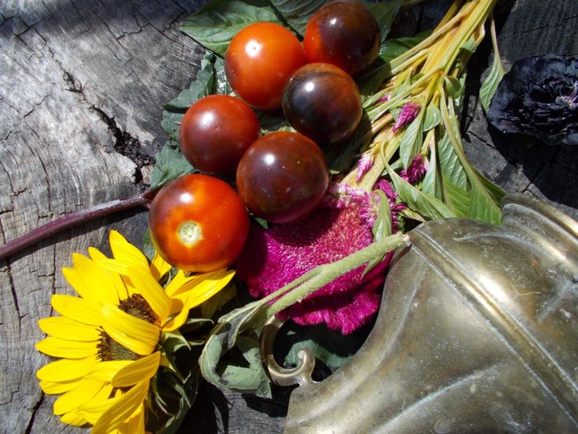  - SEMINTE ROSII - T 492 GLOSSY ROSE BLUE