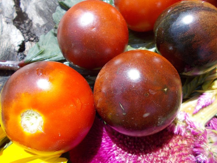  - SEMINTE ROSII - T 492 GLOSSY ROSE BLUE