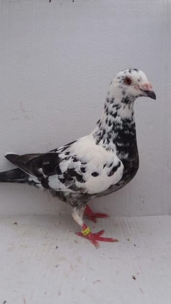 F 2017 vanduta - De! voiajori vanduti