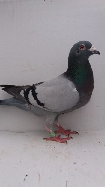 M 2018 vandut - De! voiajori vanduti