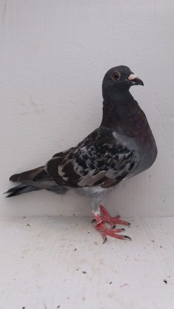 M 2020 vandut - De! voiajori vanduti