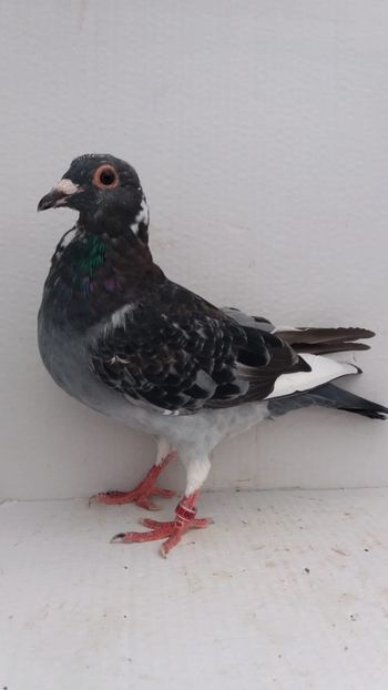 M 2020 vandut - De! voiajori vanduti