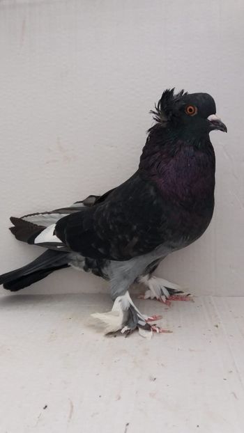 M 2020 - Por tapalagosi