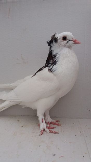 M 2020 - Por tapalagosi