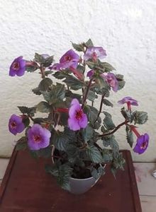  - 0001 2022 - Big Bang