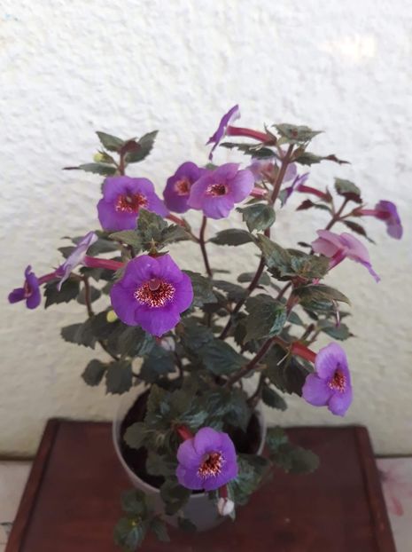  - 0001 2022 - Big Bang