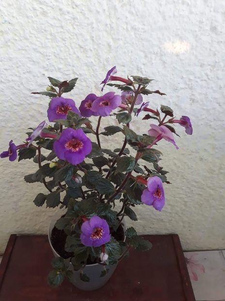  - 0001 2022 - Big Bang