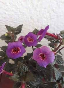  - 0001 2022 - Big Bang