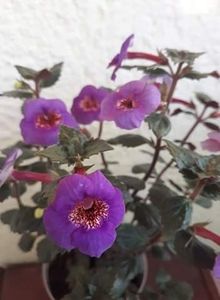  - 0001 2022 - Big Bang