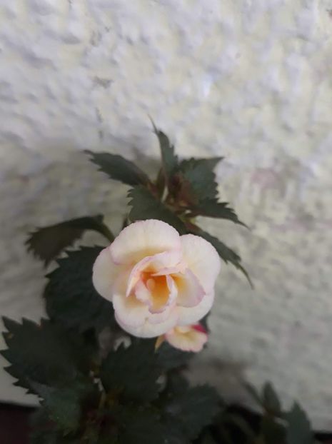  - 001 2021 - Lemon Orchard