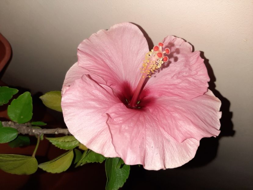  - Florile mele în august 2020