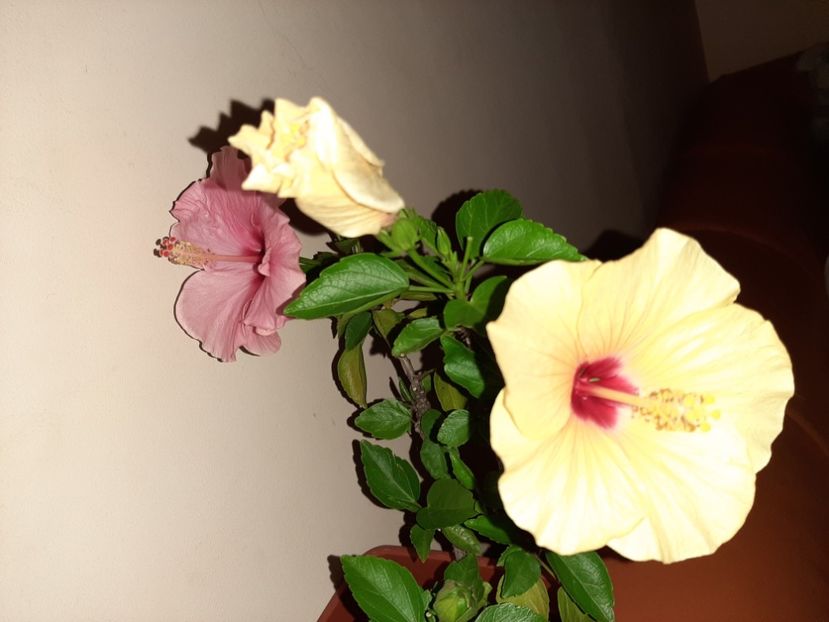  - Florile mele în august 2020