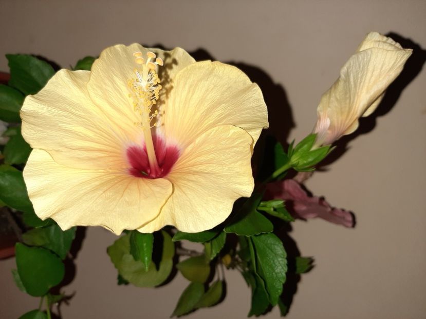  - Florile mele în august 2020