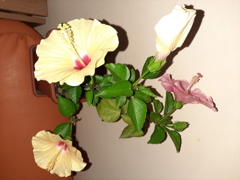  - Florile mele în august 2020