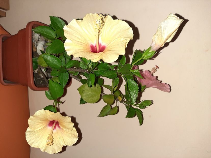  - Florile mele în august 2020