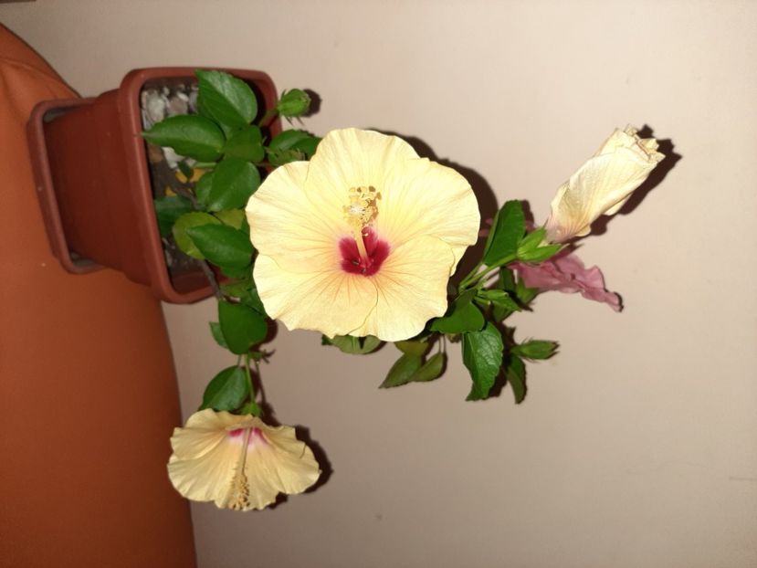  - Florile mele în august 2020