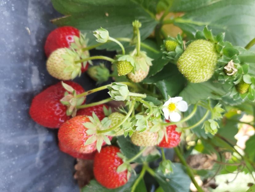  - Ieșire cu prietenii în august 2020