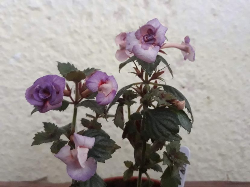  - 001 2021 - TROPICAL DUSK