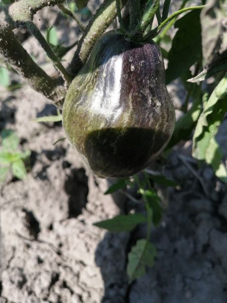  - SEMINTE ROSII - T 514 REBEL STARFIGHTER VT 16