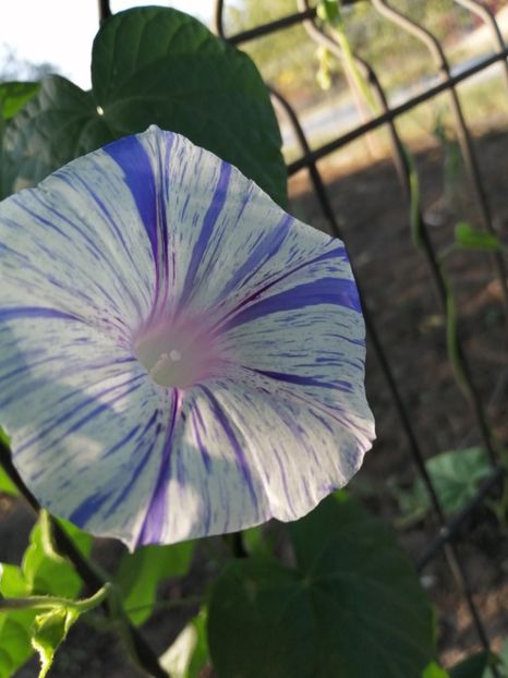  - Frumuseti la casa parinteasca