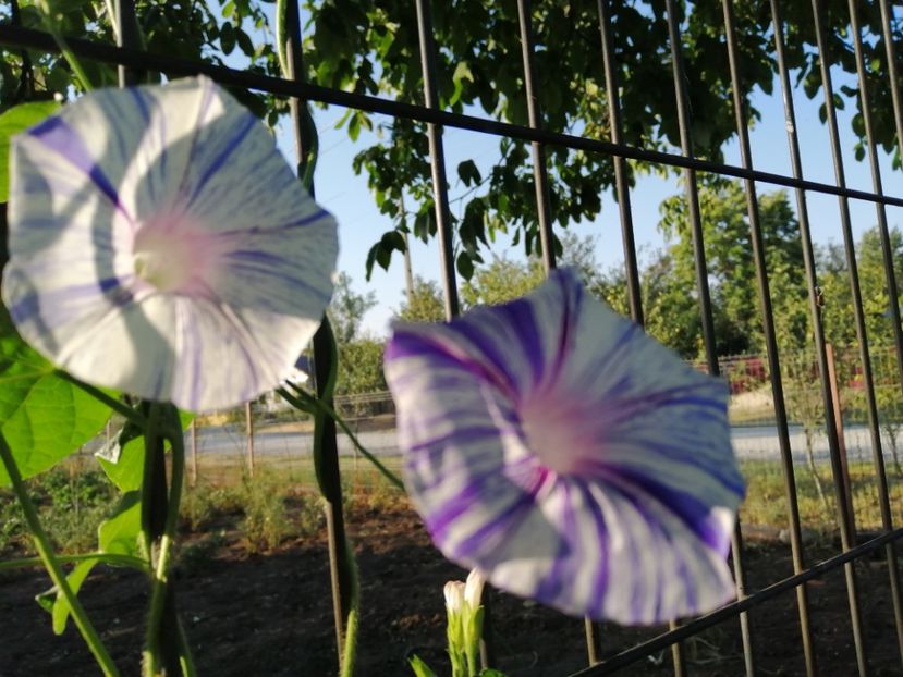  - Frumuseti la casa parinteasca