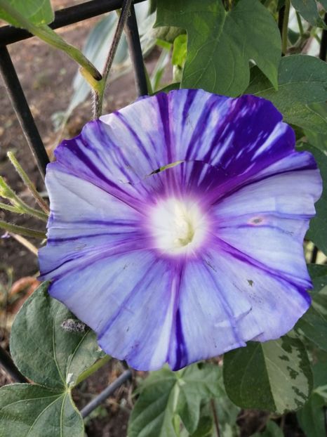  - Frumuseti la casa parinteasca