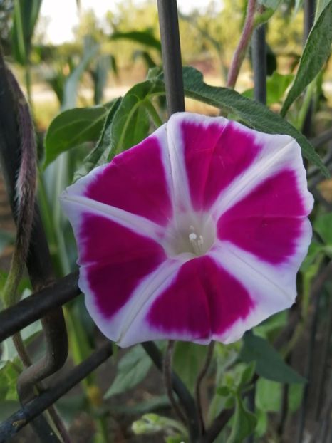  - Frumuseti la casa parinteasca