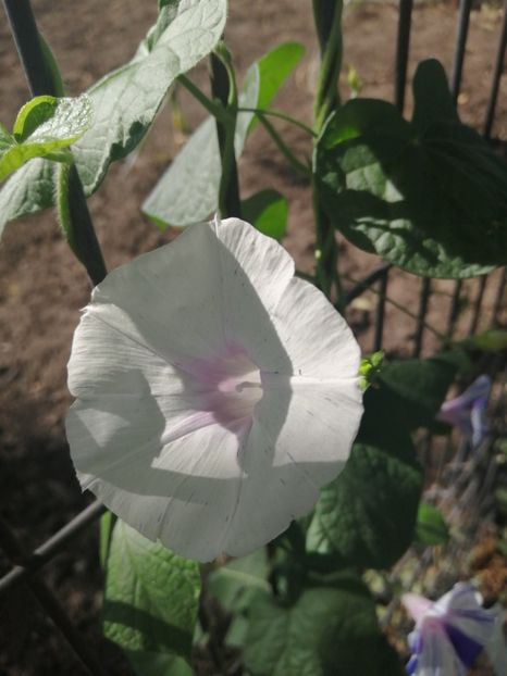  - Frumuseti la casa parinteasca